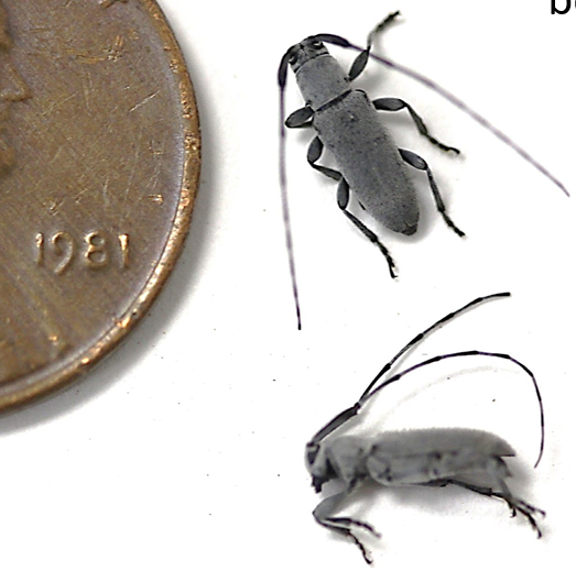 Adult beetles next a penny.